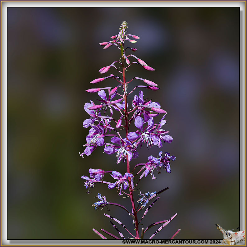 Epilobes